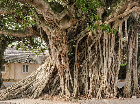 Fototapeta Large Banyan tree roots in the city.