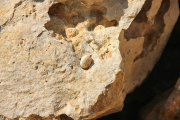 Aged snail shell in the center of limestone stone surface