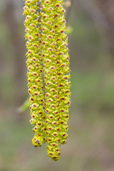 River Birch Catkins 
