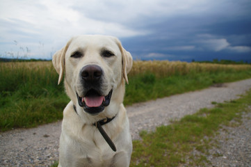 Portrait eines aufmerksamen hellen Labrador auf Feldweg