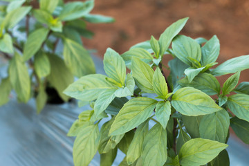 Fresh basil leaves