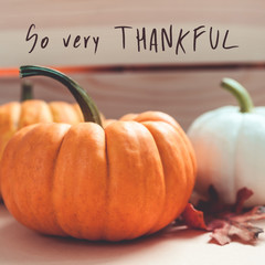 Autumn orange and white pumpkins