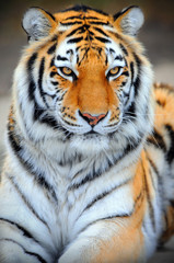 Siberian Tiger  