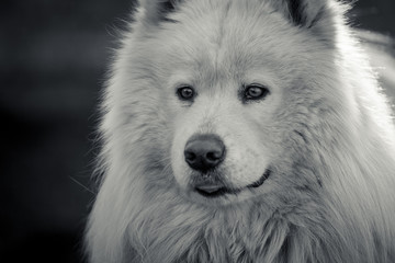 black and white. Samoyed had close up. Big dog looking at the distance