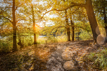 Buchenwald am Liepnitzsee bei Wandlitz  in herbstlichen Farben 