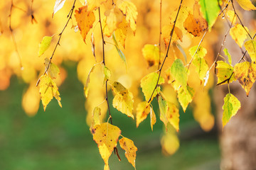 Beautiful golden autumn foliage and bright green blurry grass in background outdoors. Perfect fall weather. Beauty of seasons concept. Horizontal color photography.
