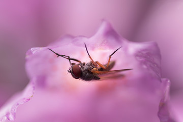 Fliege am Trapez mit wundervollem Licht