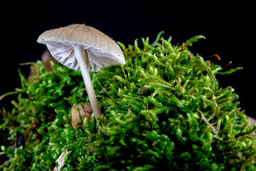 Poisonous mushrooms growing in moss on a tree trunk. Small mushrooms with gills on the background of moss in the forest.