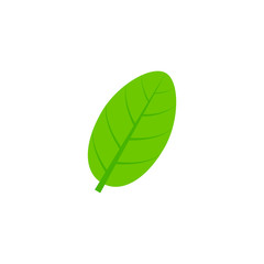 ovate maple leaf flat icon