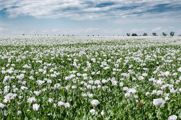 White poppy, Papaver  somniferum L., field of opium