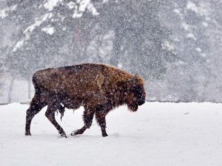 European bison (Bison bonasus) in natural habitat in winter © bereta