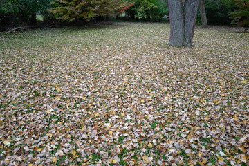Leaves in autumn park