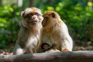 family of berber macaques