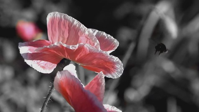 Insect flutters around the flower.Stylized picture of poppy tenderness.Closeup of the poppy flowers in springtime.