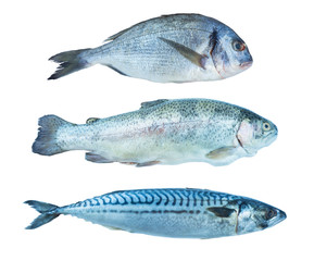 Fish rainbow trout, dorado, mackerel, isolated on a white background. Set of marine fish. Marine fish over white background. Fishes with copy space for text.