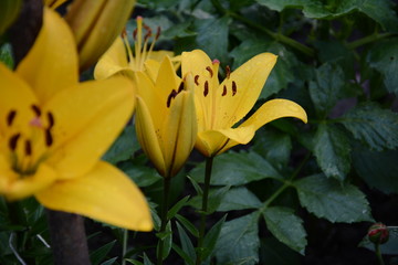 The flower of a yellow lily growing in a summer garden.