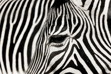 Fototapeta na wymiar Detail zebra with the background of other zebra