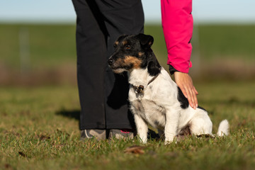 perfekt heelwork with an small cute jack Russell Terrier dog