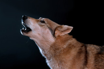 Ein tschechoslowakischer Wolfshund heult, Portrait im Studio mit schwarzem Hintergrund