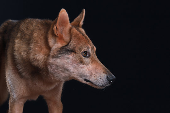 Portrait tschechoslowakischer Wolfshund von der Seite als Studiofoto vor schwarzem Hintergrund