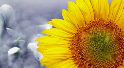 Beautiful Blooming Sunflower on background