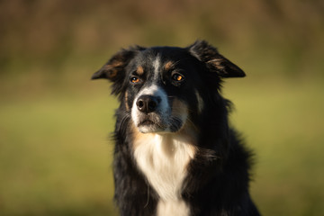 Border Collie Portrait