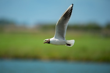 Fototapeta na wymiar black headed gull flying at the waterside