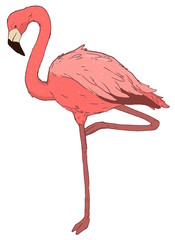 Illustration with a bird flamingos. Beautiful pink bird. Tropical flamingo.