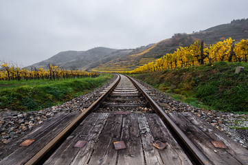 rails through the autumnal vinyard landscape in Austria - Wachau -  Krems - 233051308