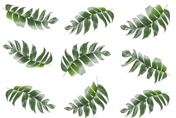 Obraz na płótnie Canvas Background of Tropical Leaves make pattern