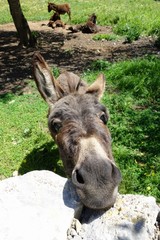 Fototapeta premium Neugieriger Esel auf Mallorca