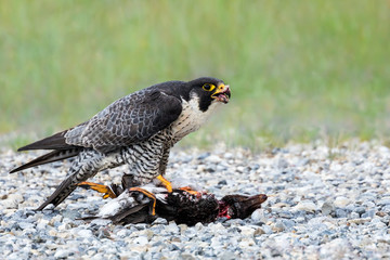 Peregrine Falcon - Falco peregrinus. Standing atop  it's prey, a duck, while feeding. Side profile.
