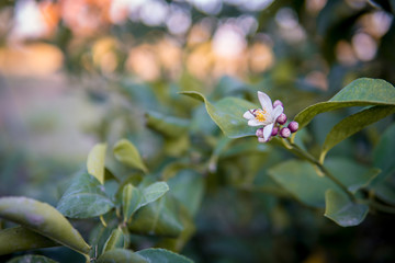 Branch of a lemon tree with blossom on a lemon tree.
