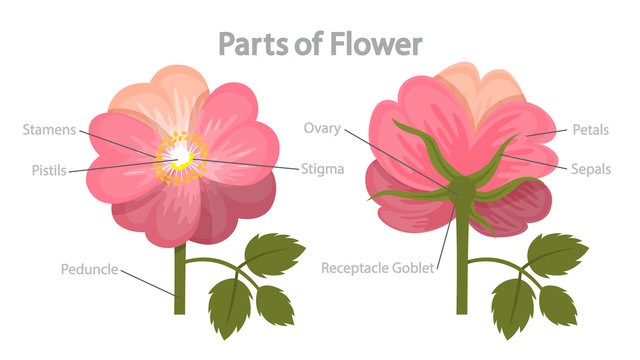 Diagram of the Parts of a Flower