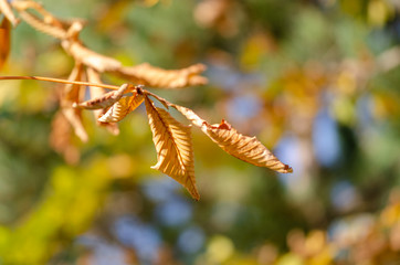 Colored autumn leaves,colors blurred background.