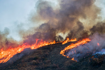 Brush and Tree Landscape Burning with Flame and Smoke During California Wildfire - 233052573