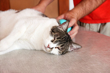 Caring for cat fur. Hand combing by comb cat. Man brushing hair and brush fur comb of cat on table. Cat enjoy with her owner. He is petting, brushing, grooming, hygiene with brush removes excess fur.