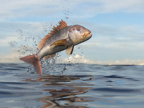 Common dentex fish jumping in ocean 3d render