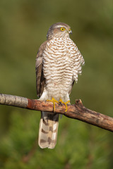 European Sparrowhawk bathing in autumn colors