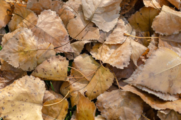 Dry autumn leaves . Close-up. Background