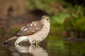 European Sparrowhawk bathing in autumn colors