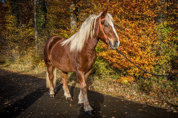 Black Forest Horse