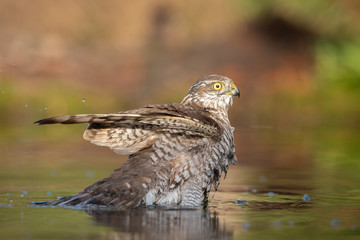 European Sparrowhawk bathing in autumn colors