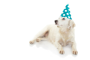 CUTE DOG WITH COLORED EYES CELEBRATING A BIRTHDAY OR NEW YEAR PARTY, WEARING A BLUE POLKA DOT HAT. LOOKING UP. ISOLATED SHOT AGAINST WHITE BACKGROUND.