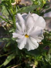 White pansy in the garden