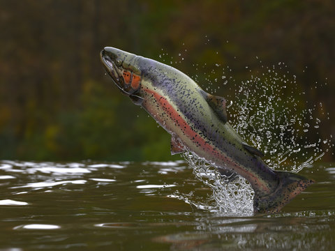 Trout fish jumping out of lake or river with splashes 3d render