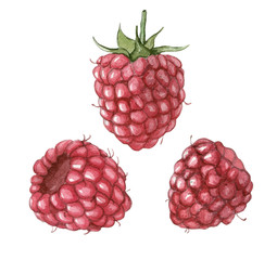 Realistic watercolor illustration of raspberries. Hand-drawn illustration.