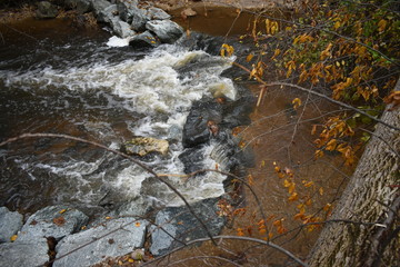 autumn leaves in the stream