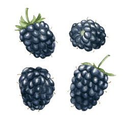 Realistic watercolor illustration of raspberries. Hand-drawn illustration.