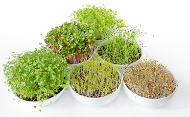 Microgreens and sprouts triangle in white bowls. Shoots of alfalfa, Chinese cabbage, garlic, kale, lentils and radish in potting compost. Green seedlings, young plants and cotyledons. Food photo.